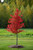 Wildfire Black Gum (Nyssa sylvatica 'Wildfire' 0444.9) #15 