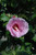 Minerva Rose of Sharon (Hibiscus syriacus 'Minerva' 1569.5) #5 