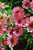 Butterfly Purple Emperor Coneflower (Echinacea 'Purple Emperor' 5691.1) #1 