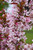 Royal Raindrops Flowering Crab (Malus 'JFS-KW5' 0328.9) #15 