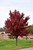 Brandywine Red Maple (Acer rubrum 'Brandywine' 0163.91+) #15 1.25"