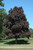Crimson King Norway Maple (Acer platanoides 'Crimson King' 0025.91+) #15 1.25"
