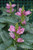 Hot Lips Turtlehead (Chelone lyonii 'Hot Lips' 4417*1) TRADE 1 