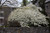 Sargent's Flowering Crab (Malus sargentii 0335.966) #15 6'