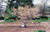 Shadblow Serviceberry (clump) (Amelanchier canadensis '(clump)' 1015.7M3) #7 36" MS