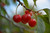 Montmorency Cherry (Prunus 'Montmorency' 0461.8) #10 