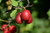 Toka Plum (Prunus 'Toka' 0397.8) #10 