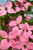 Scarlet Fire Flowering Dogwood (Cornus kousa 'Rutpink' 0929.9) #15 