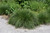 Piglet Fountain Grass (Pennisetum alopecuroides 'Piglet' 5436.1) #1 
