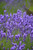 Hidcote Lavender (Lavandula angustifolia 'Hidcote' 5045.1) #1 
