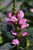 Tiny Tortuga Turtlehead (Chelone lyonii 'Tiny Tortuga' 5606*1) TRADE 1 