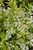 Chardonnay Pearls Deutzia (Deutzia gracilis 'Duncan' 1767.3PW) #3 PWINNER