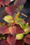 Midnight Sun Reblooming Weigela (Weigela florida 'Verweig9' 1584.3PW) #3 PWINNER