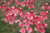 Cherokee Chief Flowering Dogwood (Cornus florida 'Cherokee Chief' 0045.5) #5 