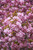 Kwanzan Flowering Cherry (Prunus serrulata 'Kwanzan' 040501) #20 