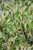 Sgt. Pepper Dogwood (Cornus alba 'Verpaalen2' 1089.3PW) #3 PWINNER