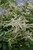 Chantilly Lace Goatsbeard (Aruncus 'Chantilly Lace' 5407.1PW) #1 PWINNER