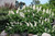 Bottlebrush Buckeye (Aesculus parviflora 1010.5) #5 