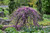 Lavender Twist Redbud (Cercis canadensis 'Covey' 0114.9) #15 