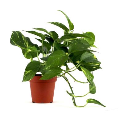 Potted Golden Pothos Ivy Flower Delivery Bloomfield NY - Bloomer