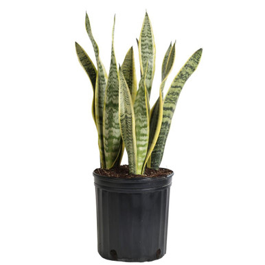 live succulent Sedum_Burrito_2_copy_600x.jpg?v=1741833435 main image 1