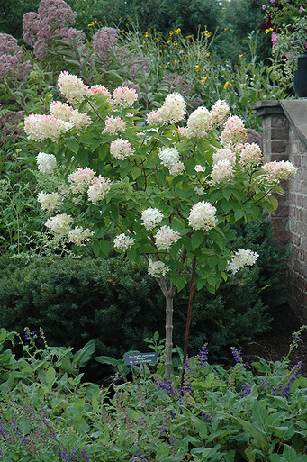その他 hydrangea0223 Limelight Hydrangea (tree form) (Hydrangea paniculata