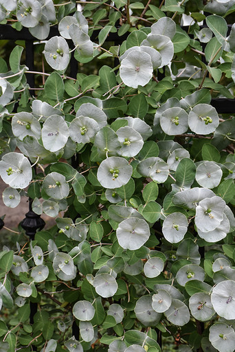 Kintzley's Ghost Honeysuckle (Lonicera reticulata 'Kintzley's
