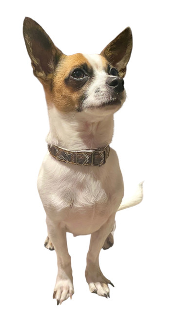 Brown and neutrals pattern with polished metal closure adjustable collar