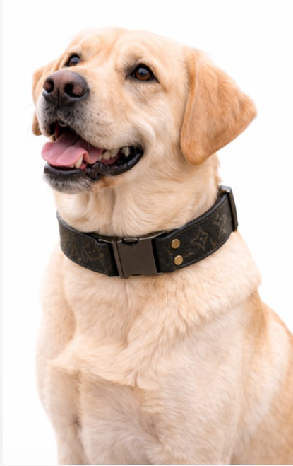 Brown and tan leather logo collar with brass details