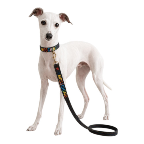 Rainbow Monogram leash