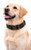 Brown and tan leather logo collar with brass details