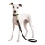 Rainbow Monogram leash
