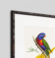 Lemaire Parrots 4