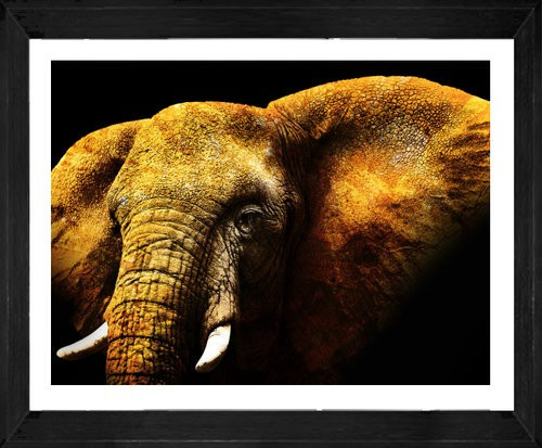 On Trend Image | Mikumi Elephant | Print Decor, Melbourne