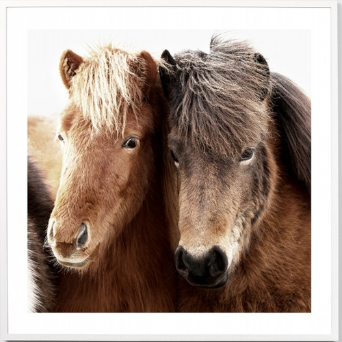 Icelandic Winter Foals