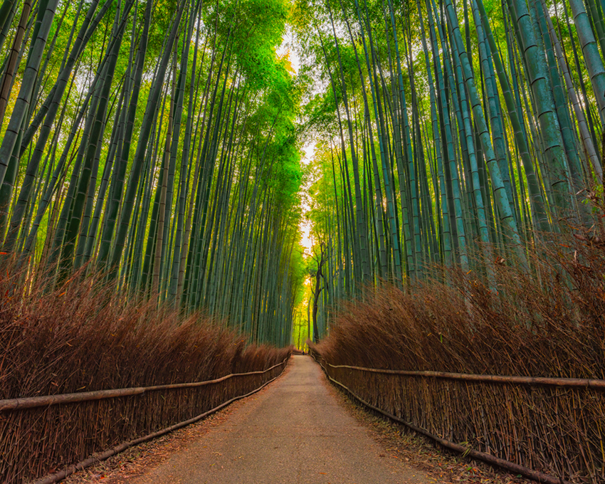 日本未入荷-2サイズ♪タペストリーアート - Bamboo Forest 日本未入荷-2サイズ♪タペストリーアート - Bamboo Forest
