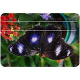 1 or 2 Card Slot Wallet Adhesive AddOn, Paper Leather, Blue Butterfly | AddOns | iCoverLover.com.au