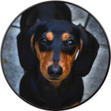 Matte MagSafe Charger Compatible, Qi Wireless Charging, Dachshund Portrait | Magnetic Wireless Charger | Induction Charging | iCoverLover Australia