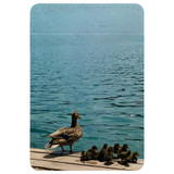 1 or 2 Card Slot Wallet Adhesive AddOn, Paper Leather, Mama Duck With Ducklings | AddOns | iCoverLover.com.au