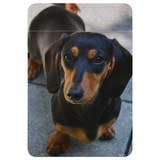 1 or 2 Card Slot Wallet Adhesive AddOn, Paper Leather, Black N Tan Daschund | AddOns | iCoverLover.com.au