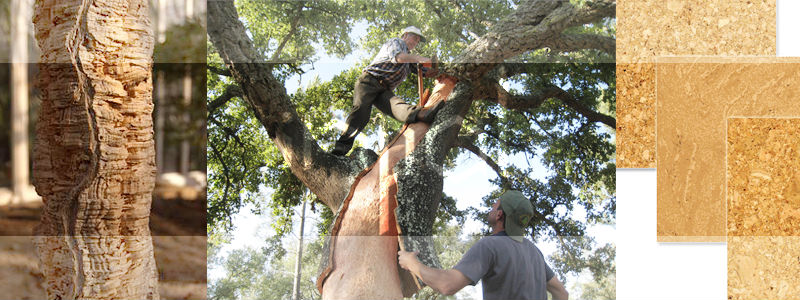 cork-tree.jpg