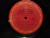 Willie Nelson and Family - Honeysuckle Rose  Double Vinyl LP record Set