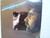 Evan Pace - Face to Face Vinyl LP record album