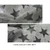 Premium Metallic Stars Silver genuine hair-on cowhide leather with metallic silver star pattern, ideal for handbags, wallets, boots, and leathercraft.