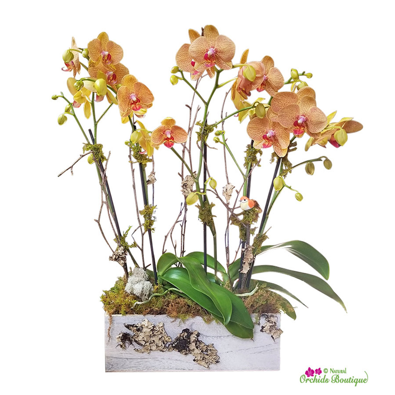 Large Orchid Arrangements Miami - Natural Orchids Boutique