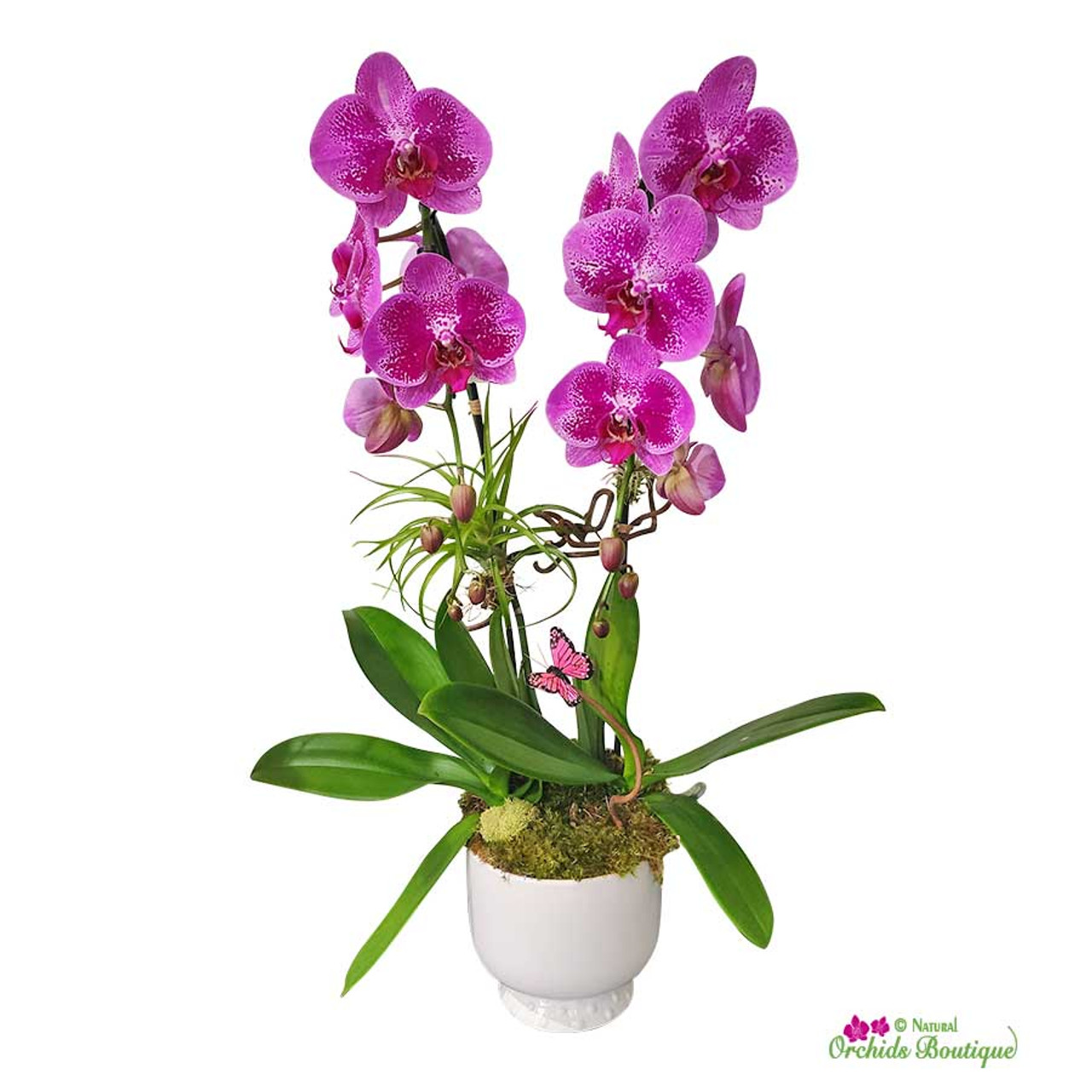 Beautiful Flamingo Phalaenopsis Orchid Arrangement