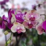 SAME-DAY FLOWER DELIVERY IN MIAMI: EVERYTHING YOU NEED TO KNOW