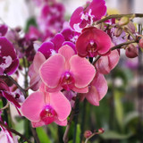 BUY ORCHIDS IN MIAMI: BEST OPTIONS FOR QUALITY & DELIVERY