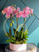 WHERE TO BUY LUXURY ORCHID ARRANGEMENTS IN MIAMI: A LOCAL GUIDE