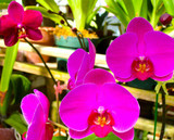 ORCHID FLOWER COLOR MEANING